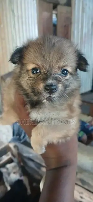 Lion Pomernarian Puppies
