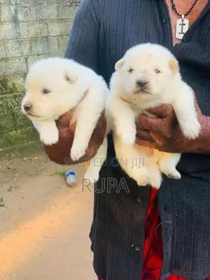 Pomeranian Puppies