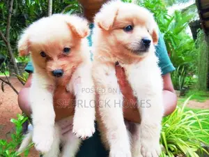 Lion Pomernarian Puppies