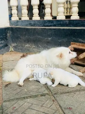 Pomeranian Puppies