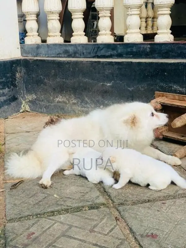 Pomeranian Puppies