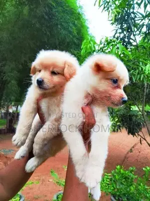 Lion Pomernarian Puppies