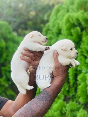 Pomeranian Puppies