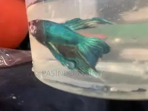 betta fish