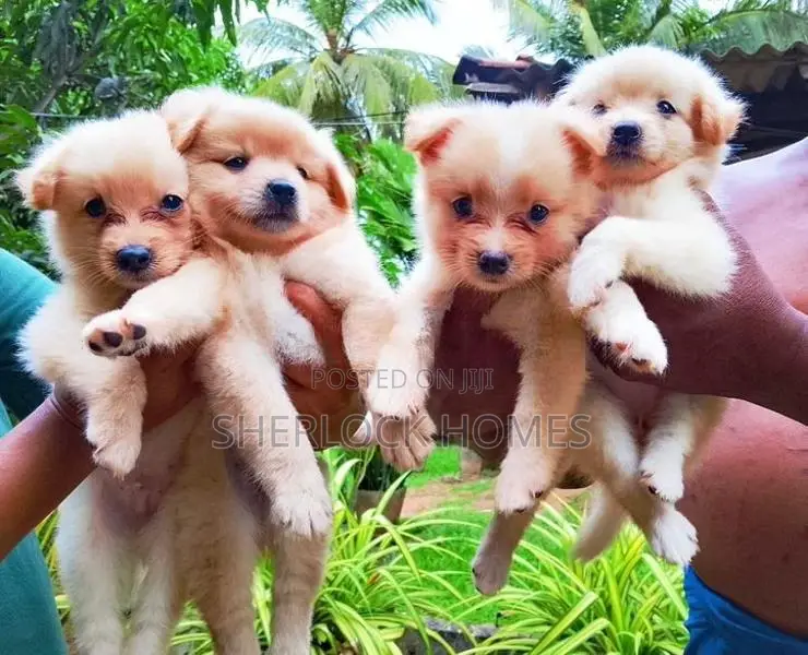 Lion Pomernarian Puppies
