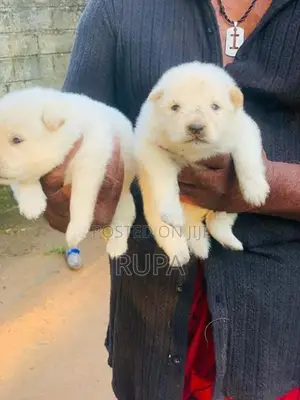 Pomeranian Puppies