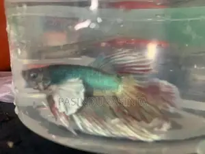 betta fish