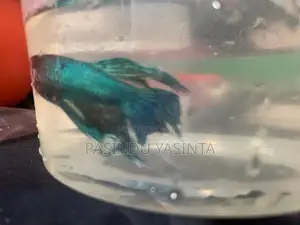 betta fish