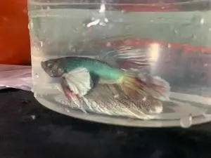 betta fish