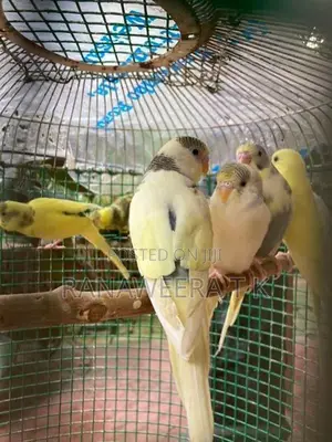 Love Birds
