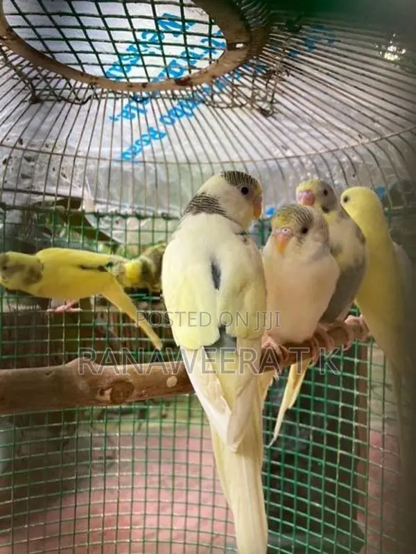 Love Birds
