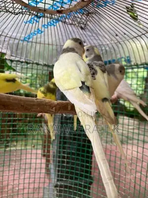 Love Birds