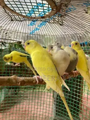 Love Birds