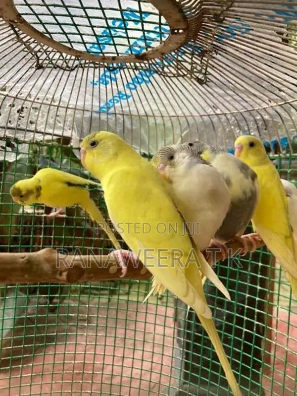 Love Birds
