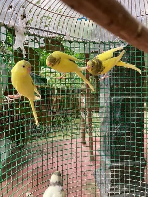 Love Birds