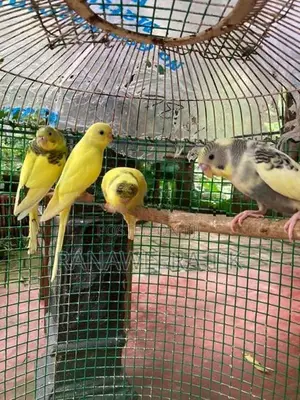 Love Birds