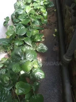 බුලත් පැළ