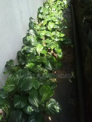 බුලත් පැළ