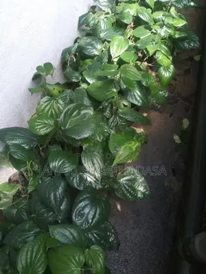 බුලත් පැළ