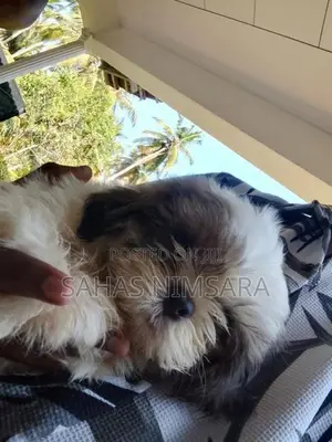 Shin-Tzu