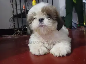 Shin-Tzu