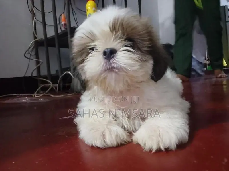 Shin-Tzu