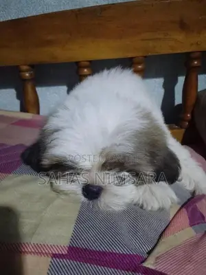 Shin-Tzu