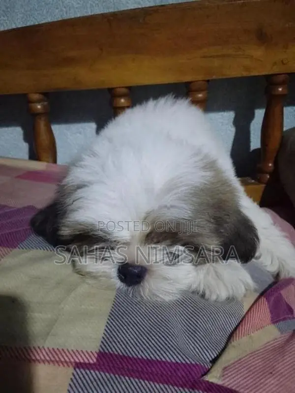 Shin-Tzu