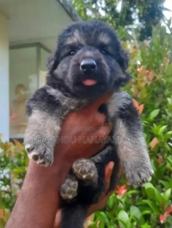 German Shepherd Puppy