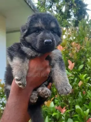 German Shepherd Puppy