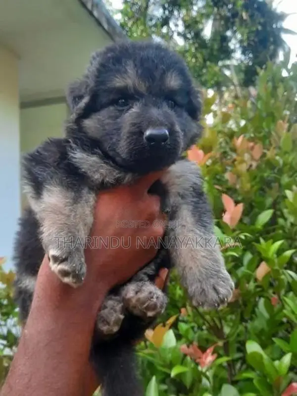 German Shepherd Puppy