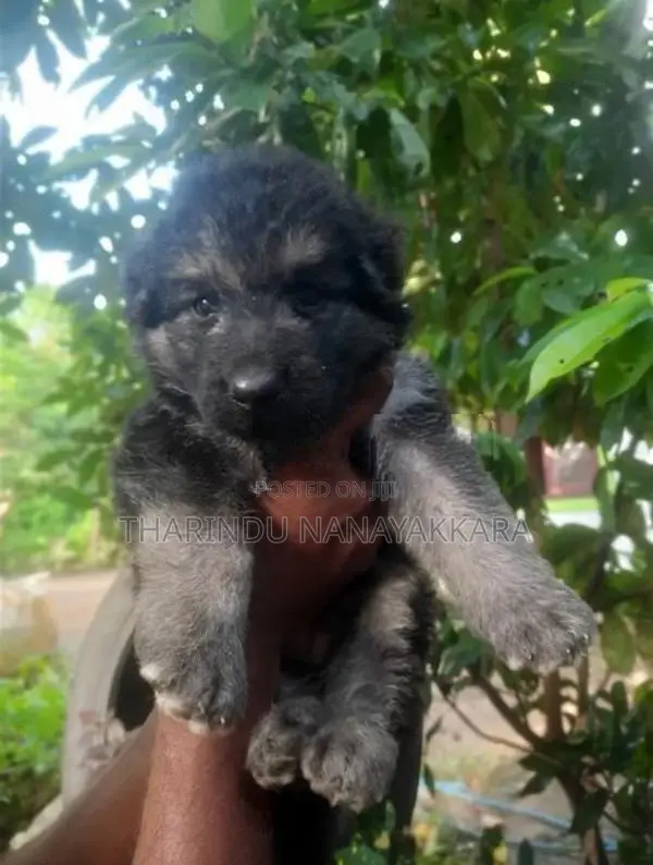 German Shepherd Puppy
