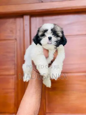 Shih Tzu Puppy