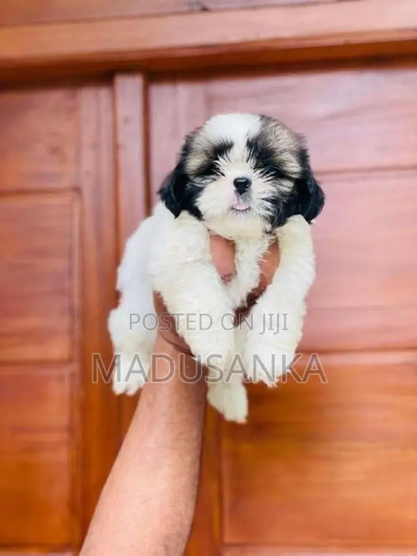 Shih Tzu Puppy