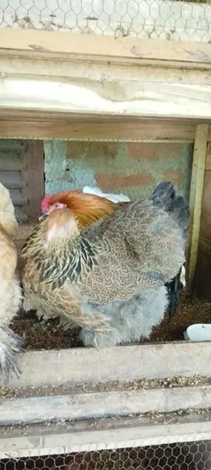 Brama Chicken