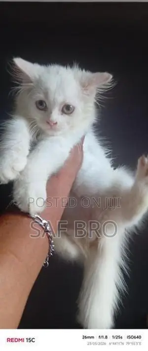 Persian Cat