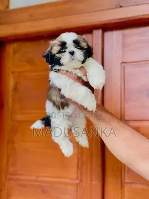 Shih Tzu Puppy