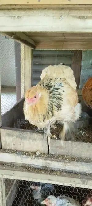 Brama Chicken