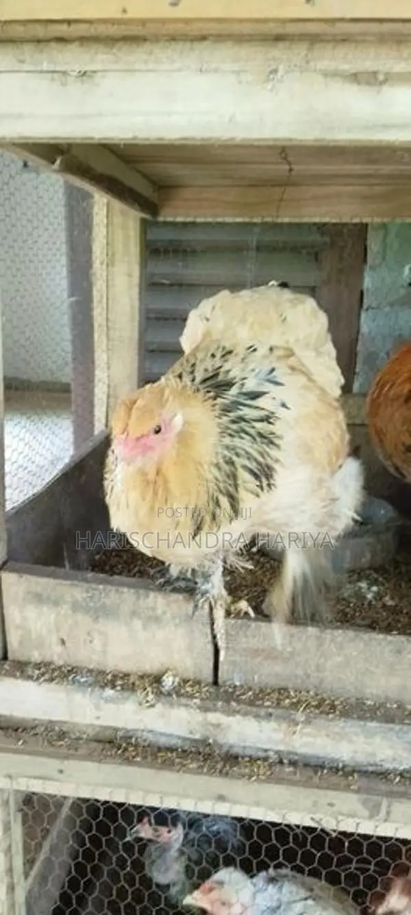 Brama Chicken