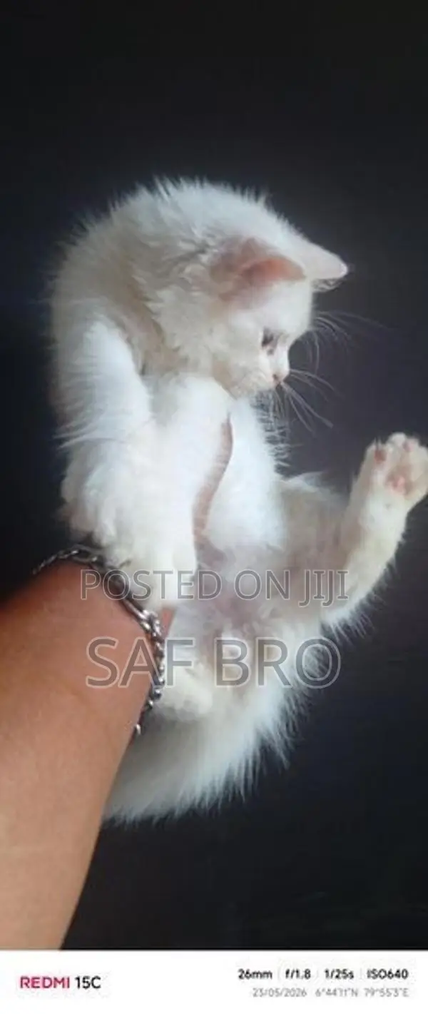 Persian Cat