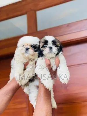 Shih Tzu Puppy