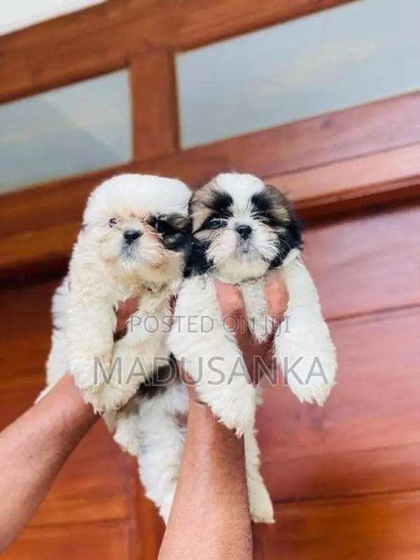 Shih Tzu Puppy