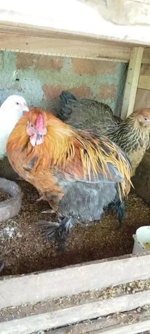 Brama Chicken