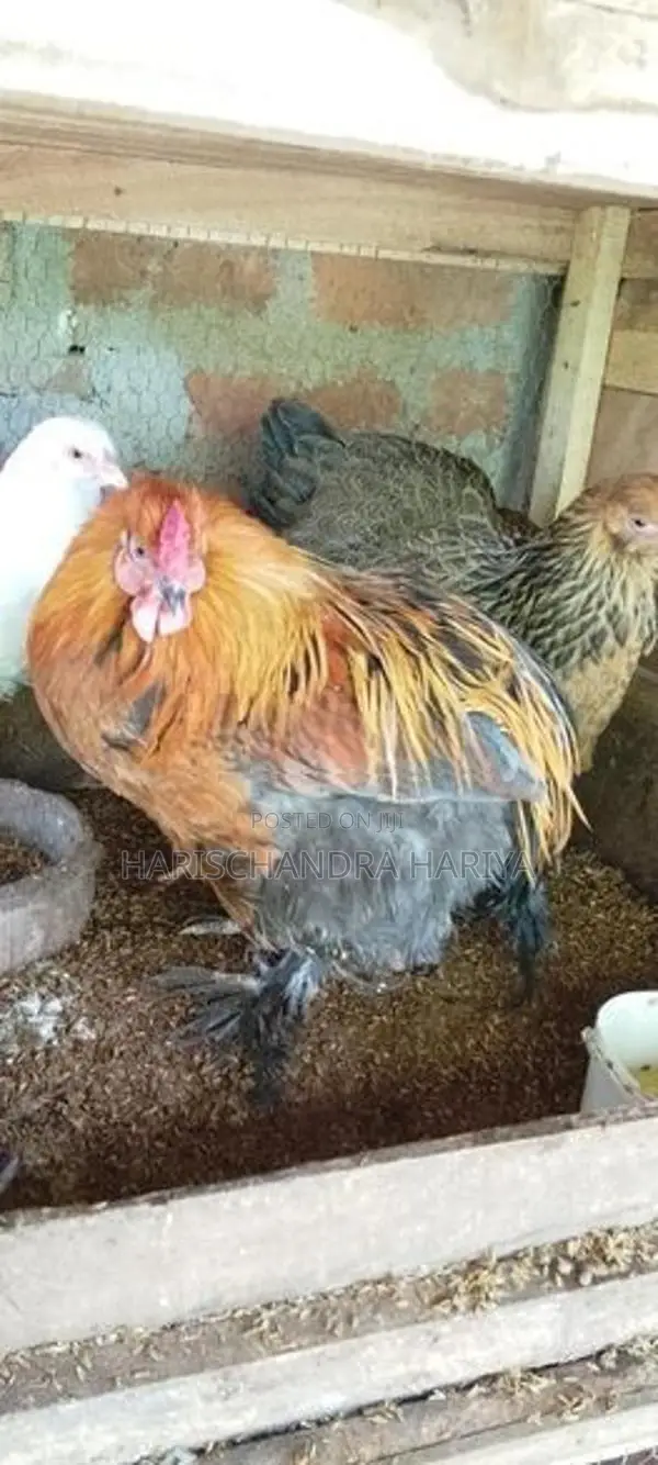Brama Chicken