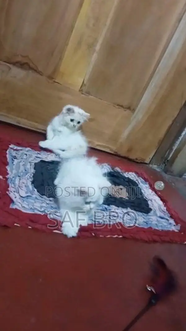 Persian Cat