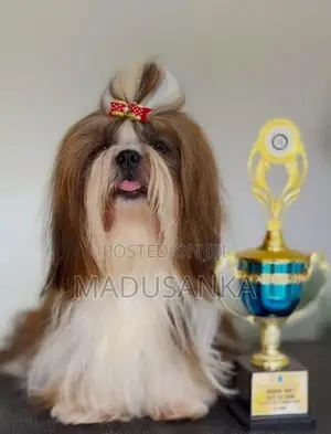 Shih Tzu Puppy