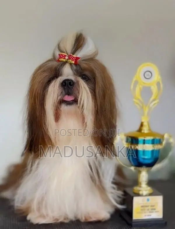 Shih Tzu Puppy