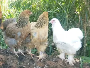 Brama Chicken