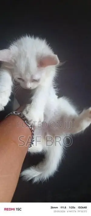 Persian Cat