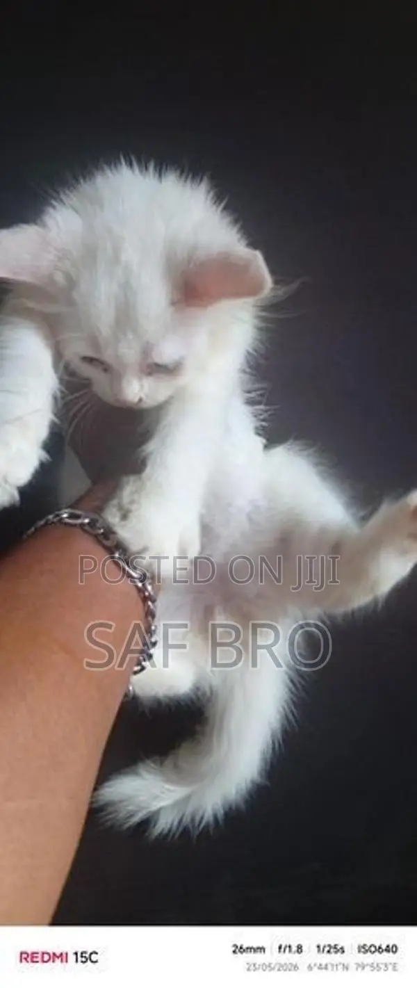 Persian Cat